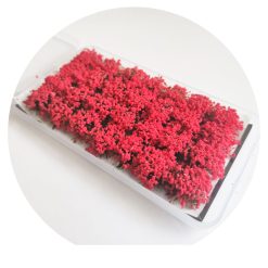 Plantas en miniatura