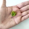 Árboles pequeños para maquetas