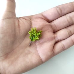 Árboles pequeños para maquetas