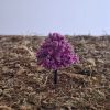 Árboles en miniatura lila