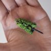 Pinos para maquetas