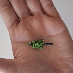 Pinos para maquetas