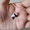 Panda miniatura