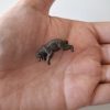 Oso miniatura