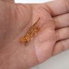 Tigre miniatura