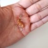 Ciervo miniatura