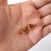 Tigre miniatura