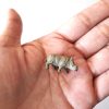 Rinoceronte miniatura