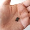 Oso miniatura
