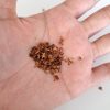 Hojas secas en miniatura