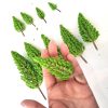 Pinos en miniatura para maquetas