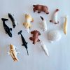 Animales del Polo Norte