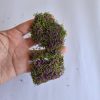 Arbustos para maquetas